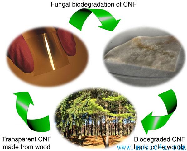 左边照片在叶子上的是CNF基板上的HBTs数组。右边照片是将数组放大后