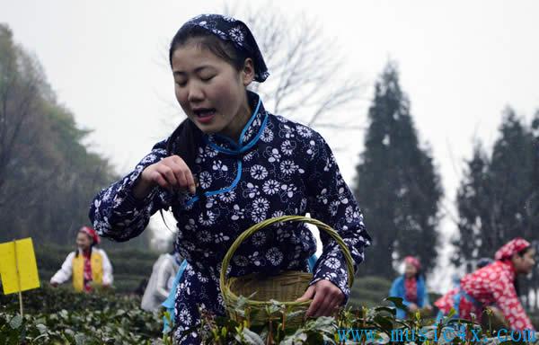 巴中采茶姑娘