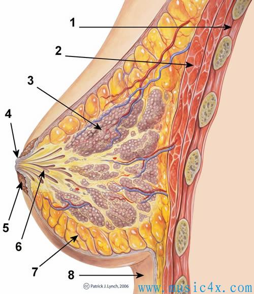 女性乳房的纵切面